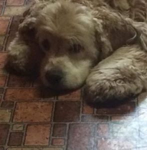 Meet your Posher, Joann